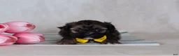 Mixed Breed dogs for sale: Diego - Ad 2