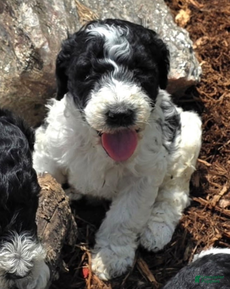 Standard Poodle dogs Standard Poodle 1 - Ad 36