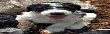 Standard Poodle 1