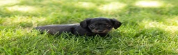 Miniature Dachshund dogs for sale: Bella  - Ad 13