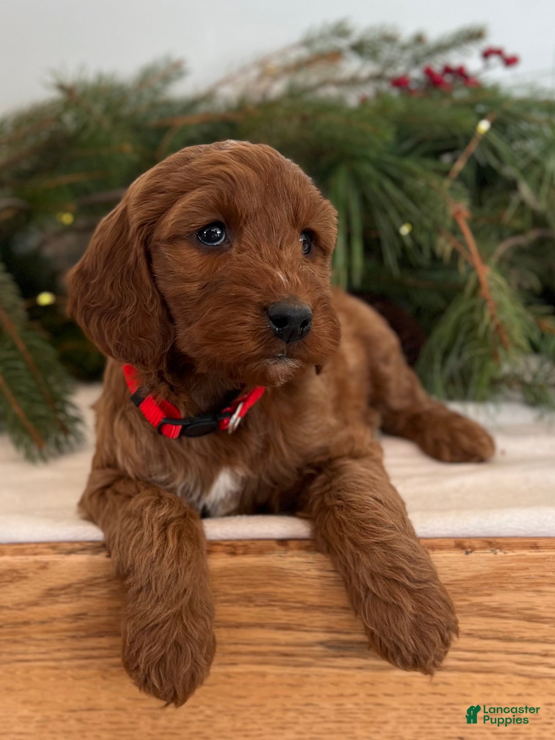 Irish Doodle dogs for sale: Maggie - Ad 11