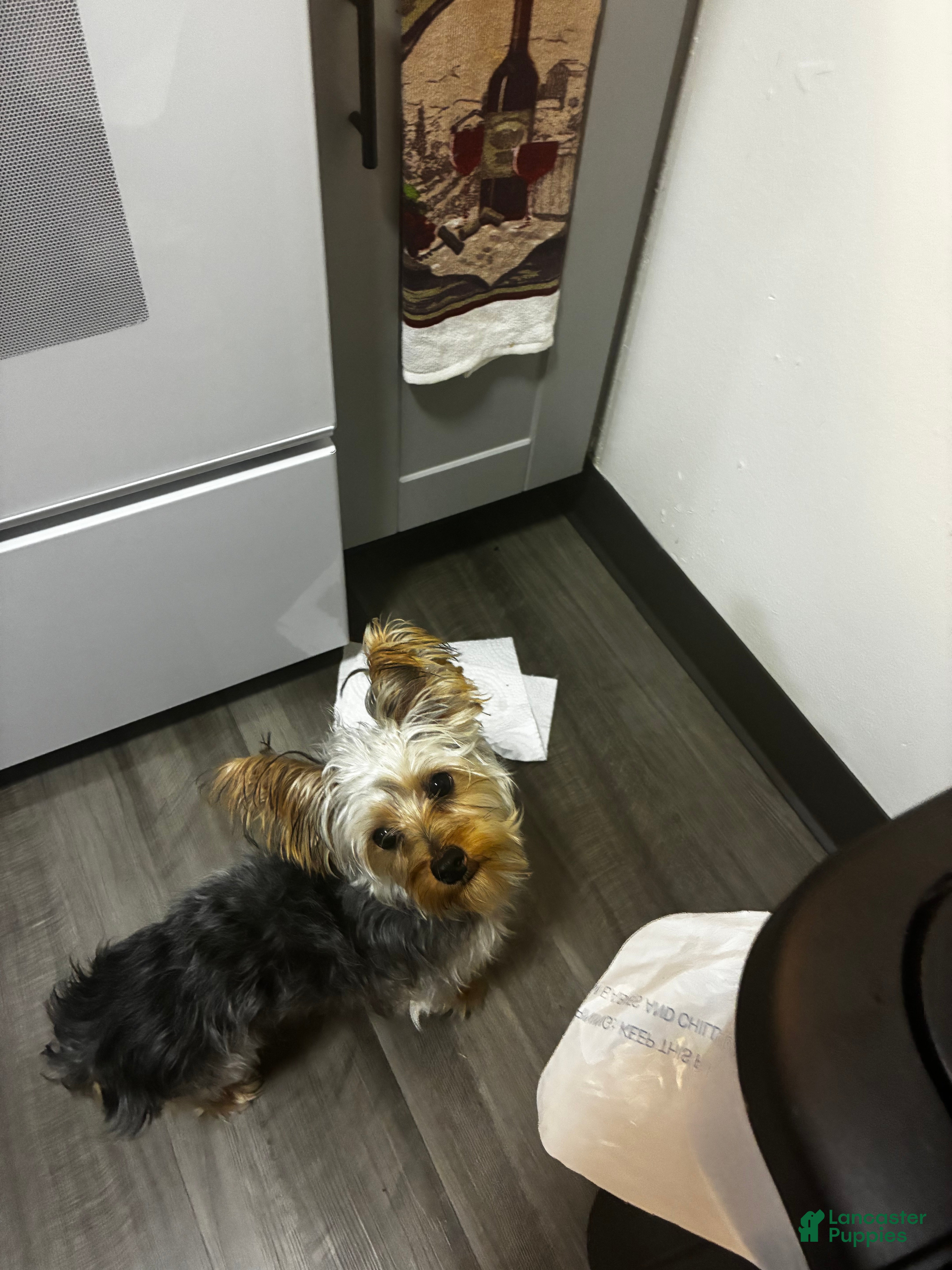 Yorkshire Terrier dogs Yorkshire Terrier 1 - Ad 1