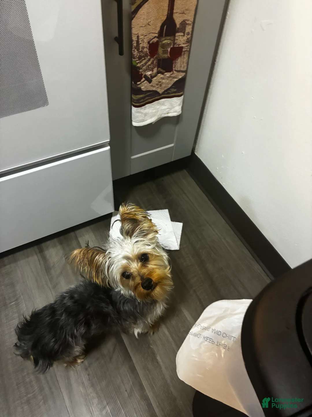 Yorkshire Terrier dogs for sale: Yorkshire Terrier 1 - Ad 1
