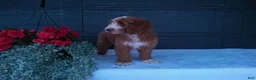 Goldendoodle dogs for sale: Ginger  - Ad 11