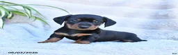 Miniature Dachshund dogs for sale: Rocky - Ad 2