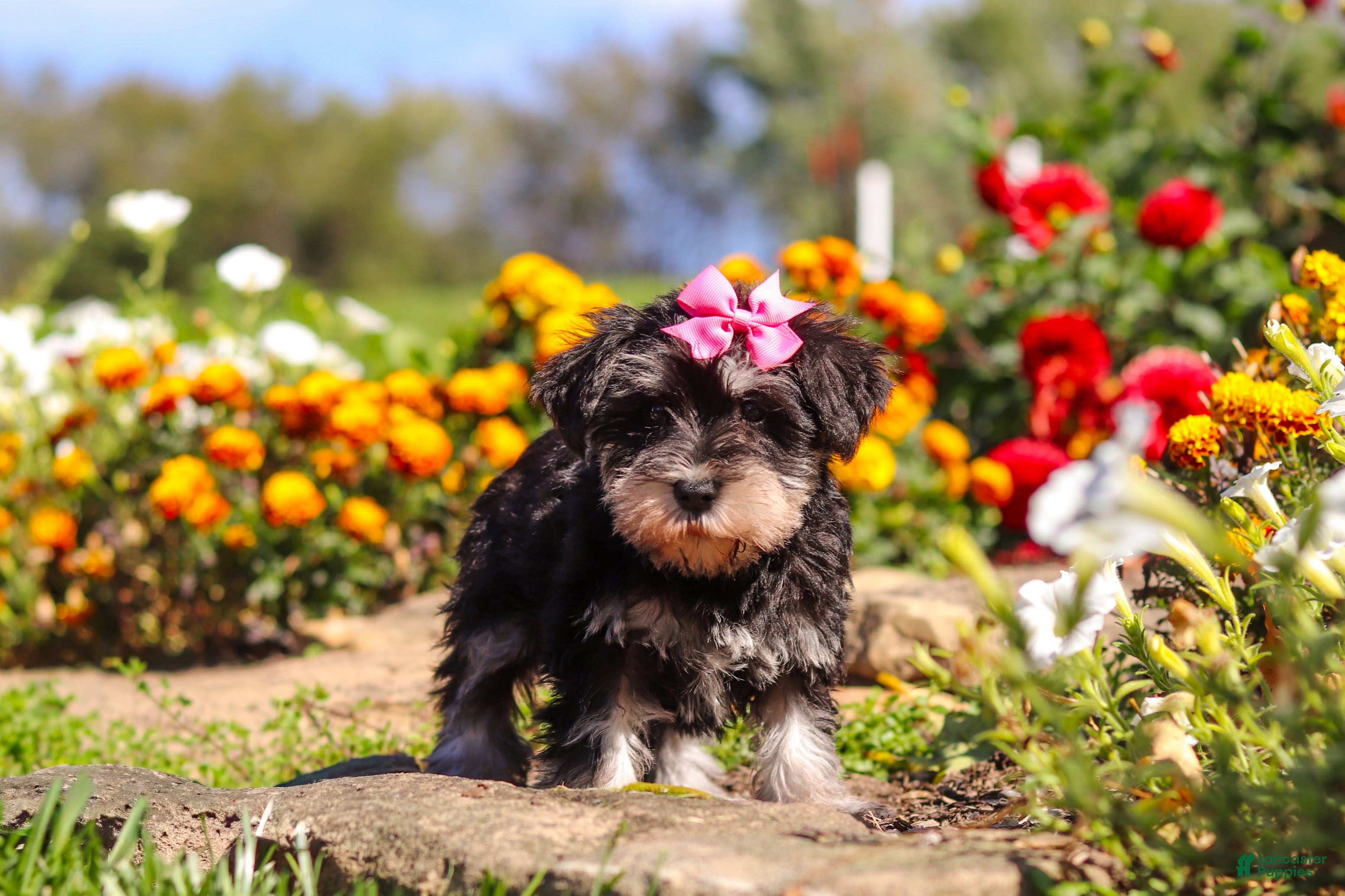 Miniature Schnauzer dogs Emmy - Ad 2