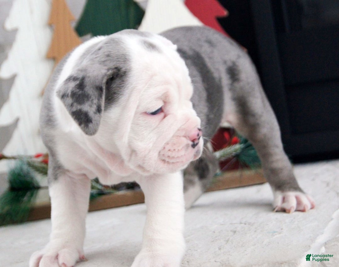 Olde English Bulldogge dogs for sale: Misty - Ad 7