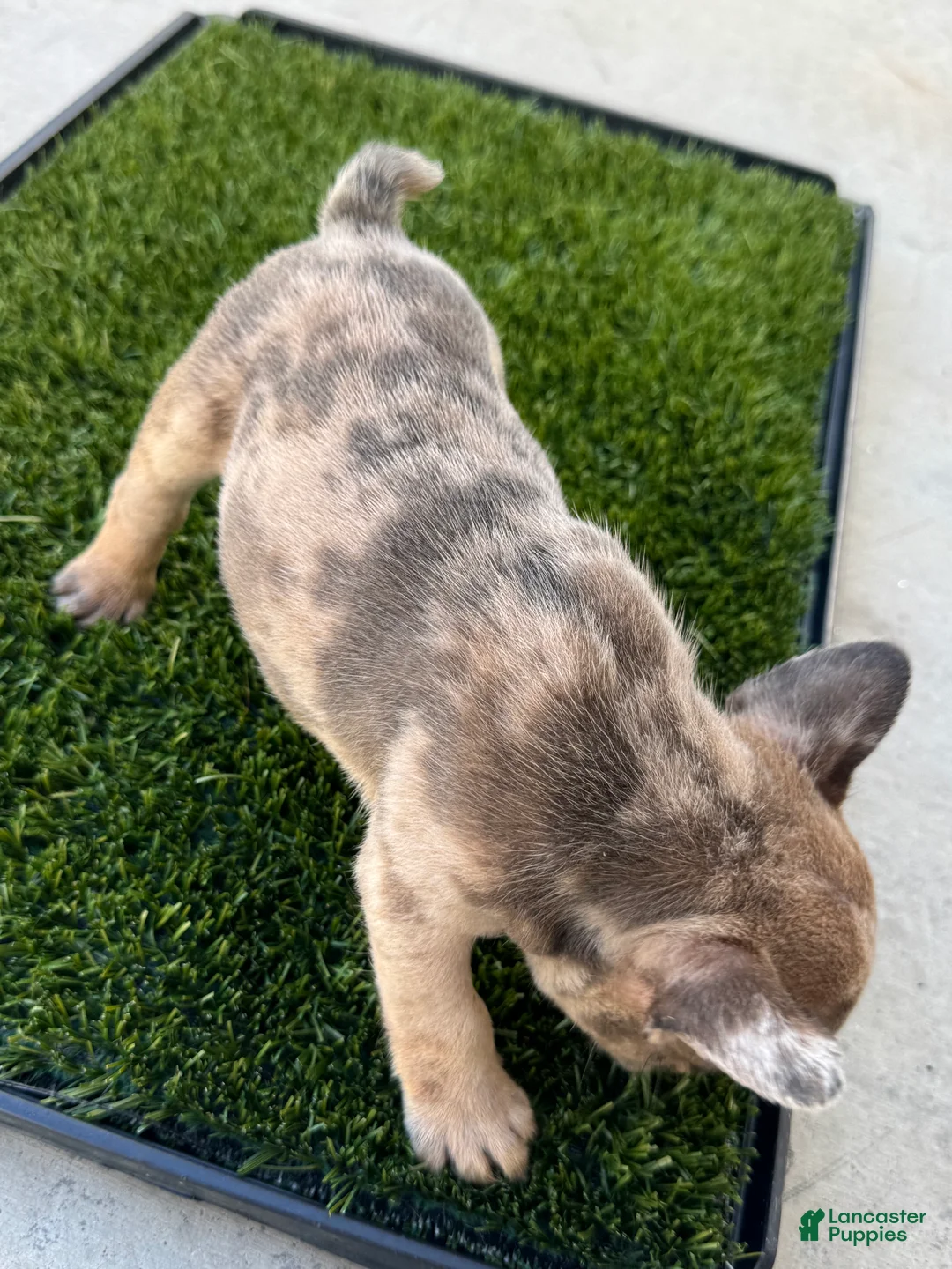 French Bulldog dogs for sale: French Bulldog 4 - Ad 1