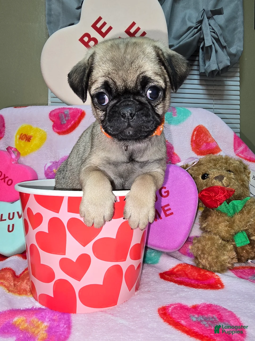Pug dogs for sale: Angel - Ad 4