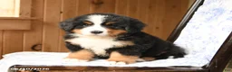 Bernese Mountain Dog dogs for sale: Max - Ad 5