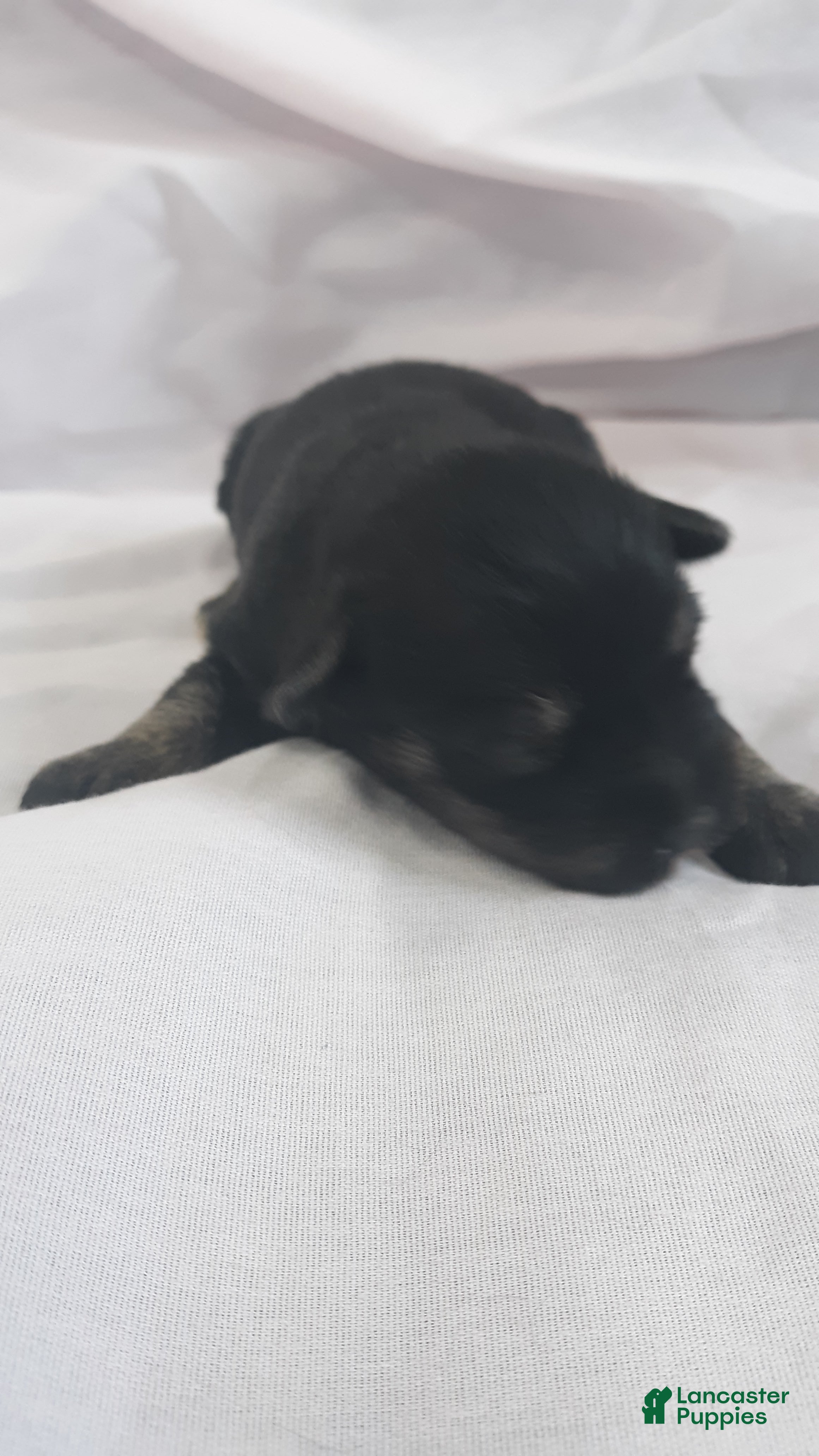 Miniature Schnauzer dogs AKC Peanut - Ad 2