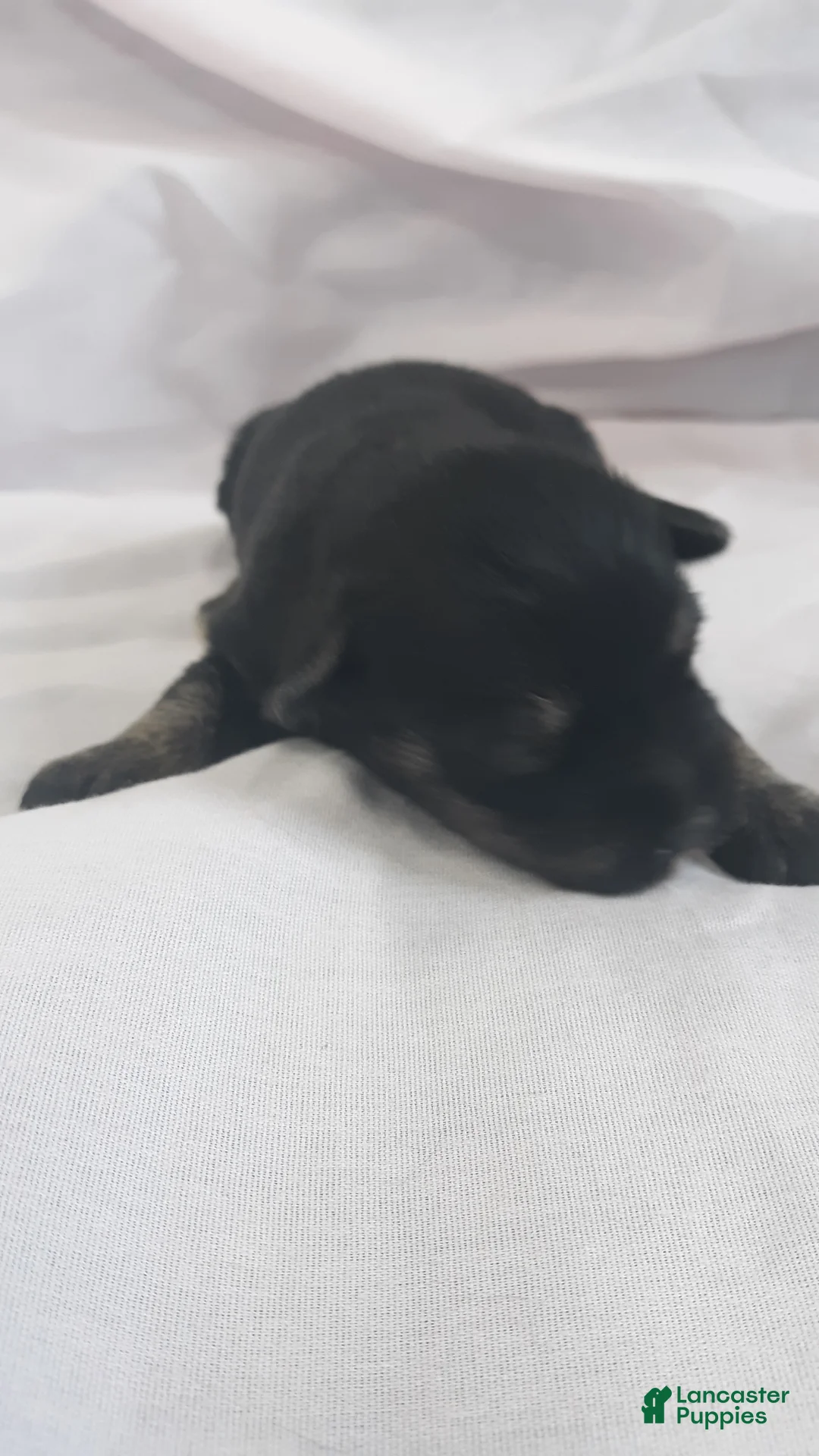 Miniature Schnauzer dogs for sale: AKC Peanut - Ad 2