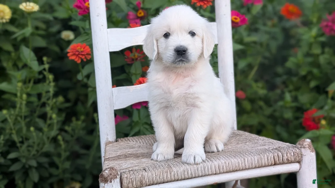 Golden Retriever dogs for sale: Brody - Ad 2