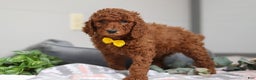 Standard Poodle dogs for sale: Asher AKC - Ad 1