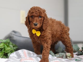 Standard Poodle dogs Asher AKC - Ad 15