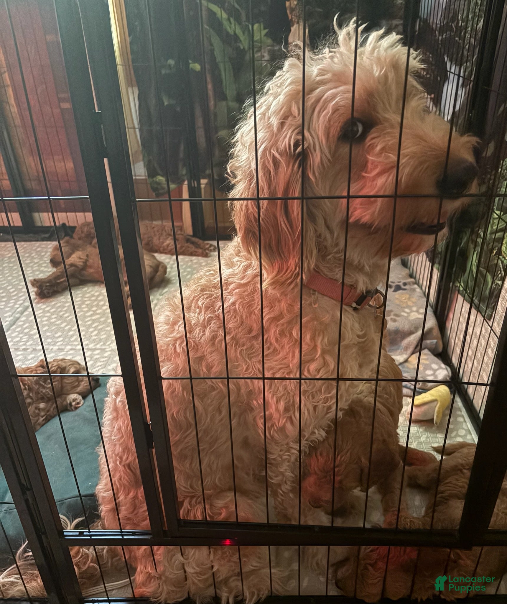 Goldendoodle dogs Teddy - Ad 2