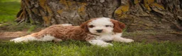 Cavapoo dogs for sale: Larry Cavapoo  - Ad 12