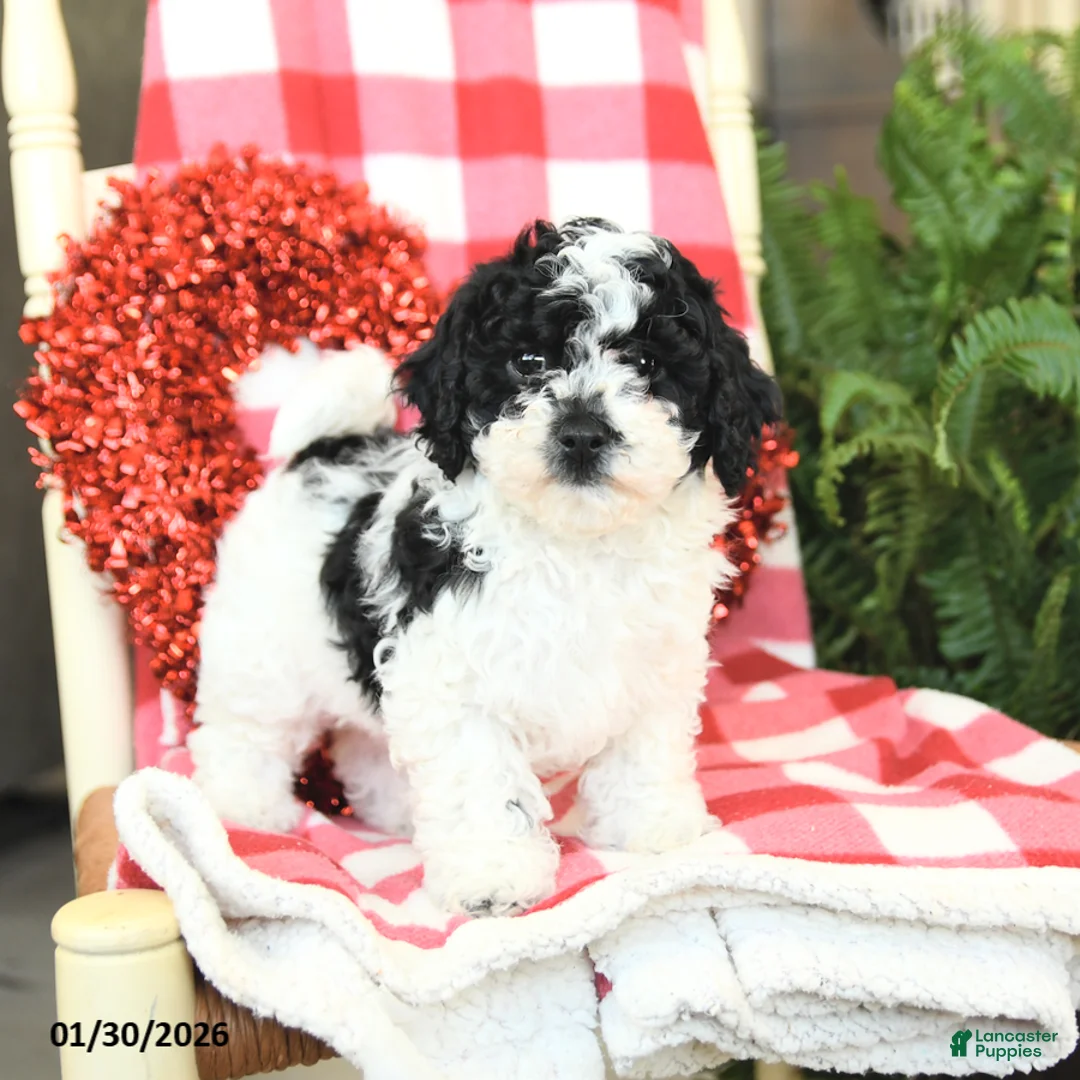 Havapoo dogs for sale: Peanut  - Ad 5