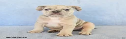 French Bulldog dogs for sale: Owen - Ad 5
