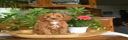 Cockapoo dogs for sale: Willow - Ad 4