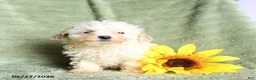 Toy Poodle dogs for sale: Kay  - Ad 4
