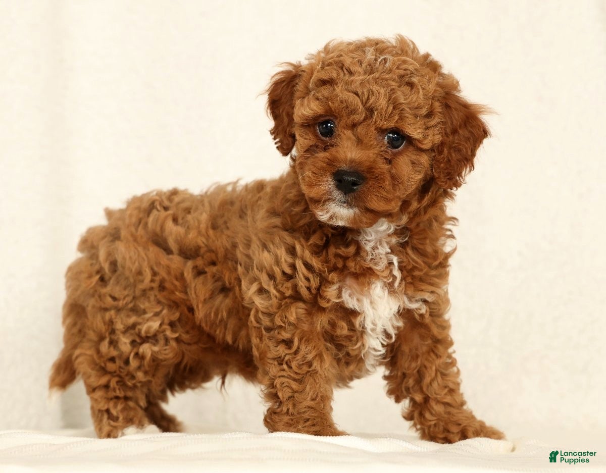 Cavapoo dogs Hendrick - Ad 2