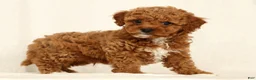 Cavapoo dogs for sale: Hendrick - Ad 2