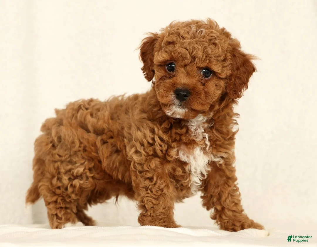 Cavapoo dogs for sale: Hendrick - Ad 2