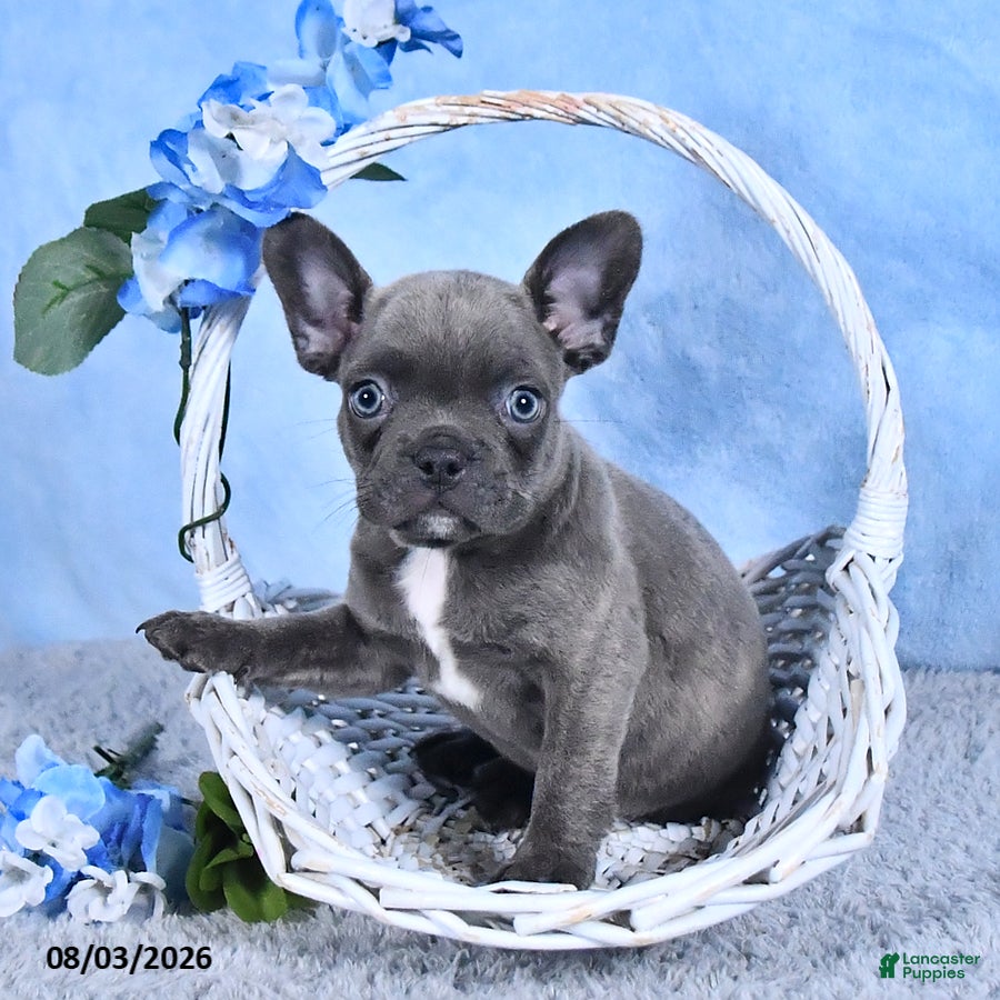 Frenchton dogs Brady - Ad 1