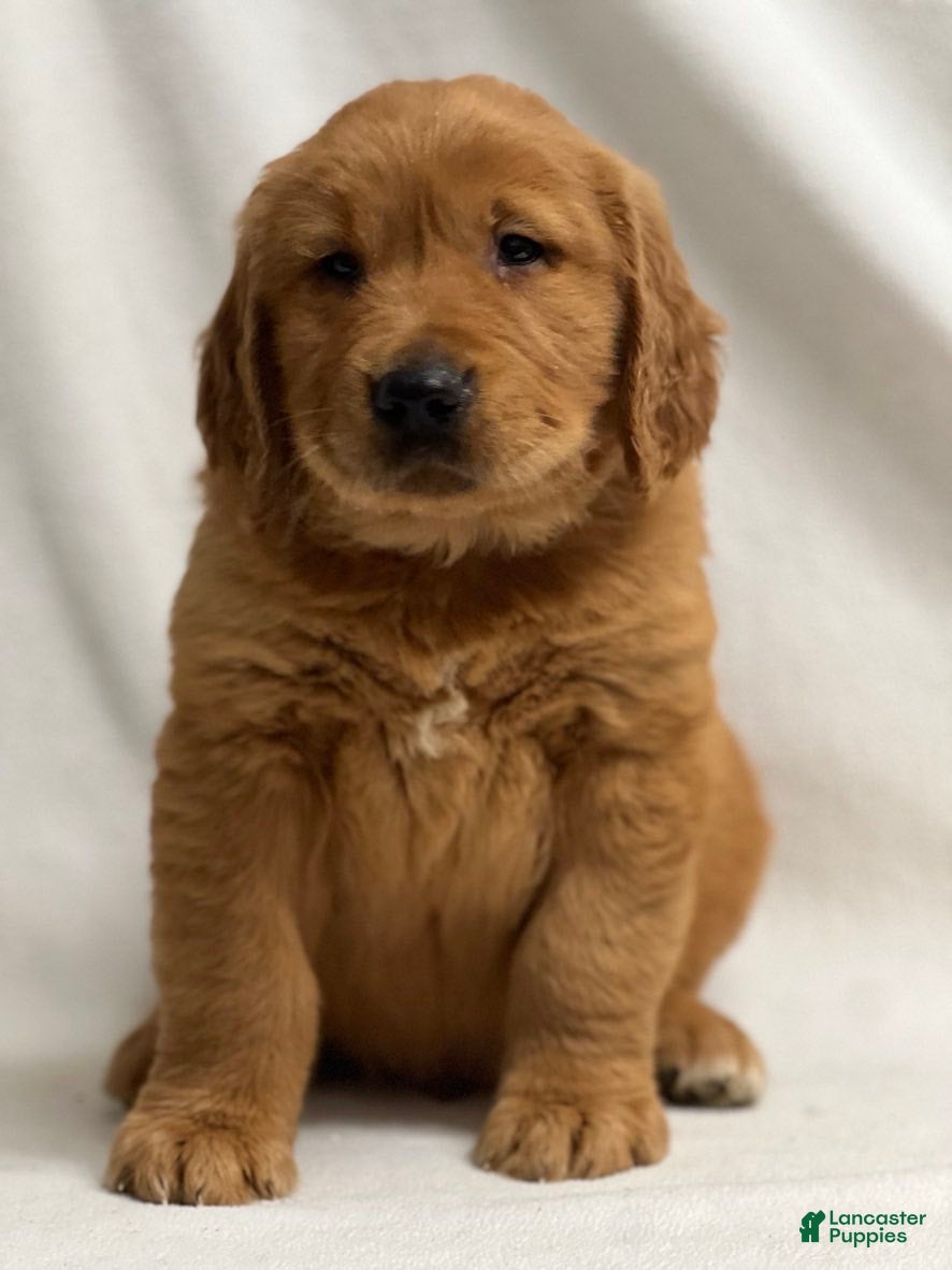 Golden Retriever dogs Golden Retriever Puppy 2 - Ad 17