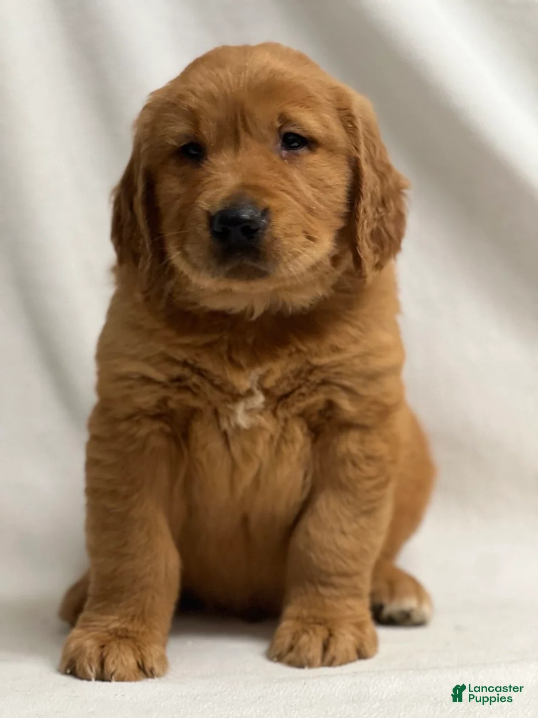 Golden Retriever dogs for sale: Golden Retriever Puppy 2 - Ad 1