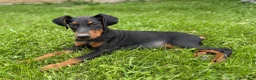 Doberman Pinscher dogs for sale: Zara - Ad 3