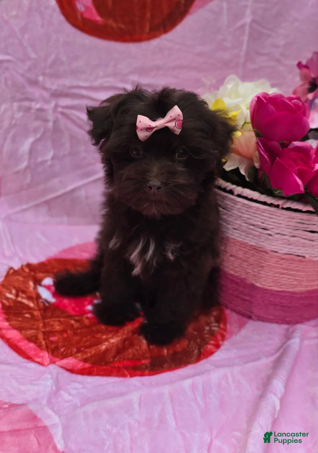 Maltipoo dogs for sale: Nuria - Ad 5