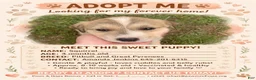 Mixed Breed dogs for sale: Squirrel - Ad 1