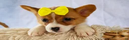 Welsh Corgi Pembroke dogs for sale:  Yvonne 🎀 - Ad 12