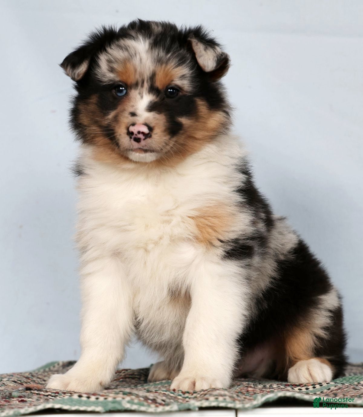 Australian Shepherd dogs Justin - Ad 2