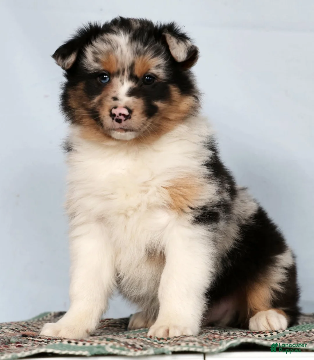 Australian Shepherd dogs for sale: Justin - Ad 2