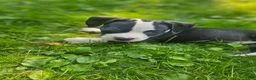 American Pit Bull Terrier dogs for sale: Bandit - Ad 8