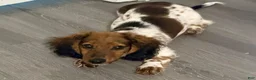 Miniature Dachshund dogs for sale: Miniature Dachshund 1 - Ad 2
