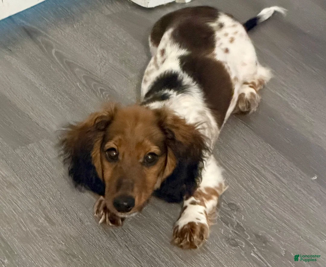 Miniature Dachshund dogs for sale: Miniature Dachshund 1 - Ad 2