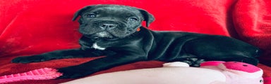 Cane Corso Puppy 1