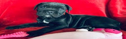 Cane Corso dogs for sale: Cane Corso Puppy 1 - Ad 1