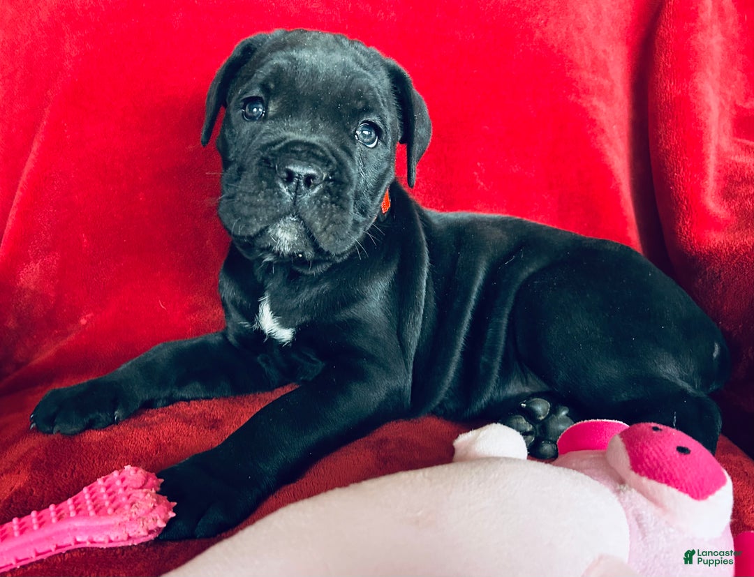 Cane Corso dogs for sale: Cane Corso Puppy 1 - Ad 1