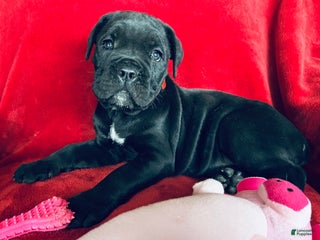 Cane Corso dogs Cane Corso Puppy 1 - Ad 6