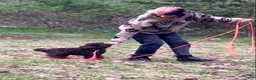 Cockapoo dogs for sale: Wren - Ad 1