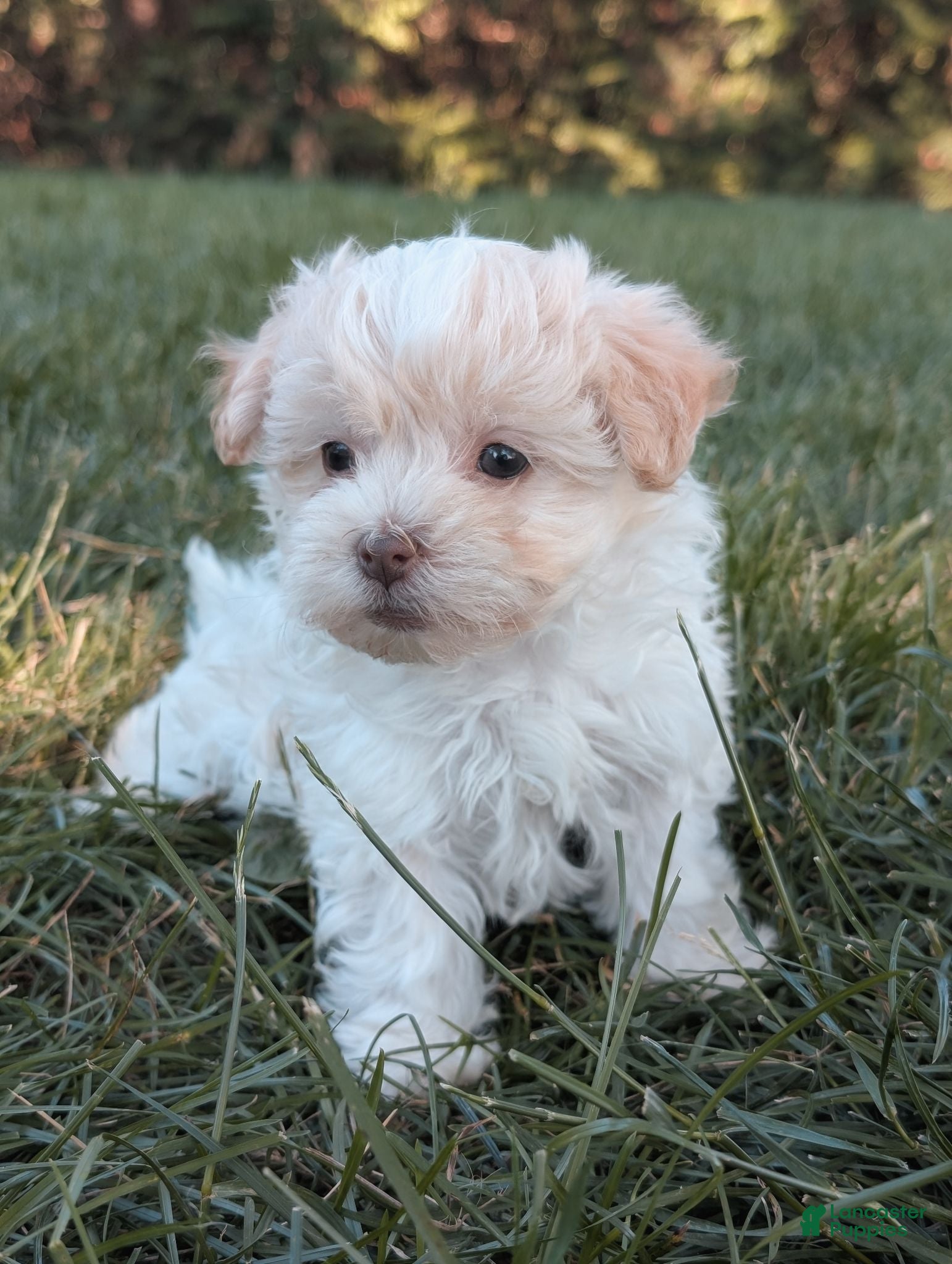 Havanese dogs Pico - Ad 1