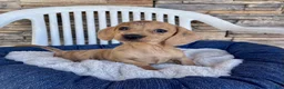 Miniature Dachshund dogs for sale: Flora - Ad 3