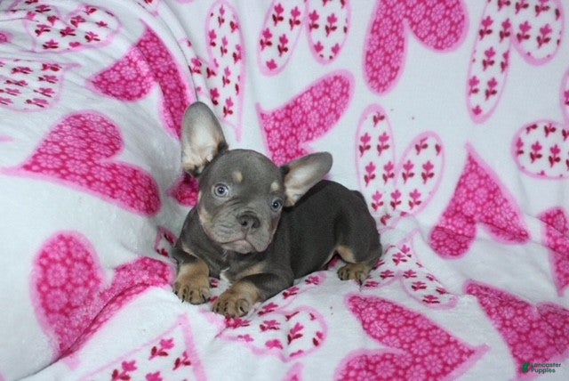 French Bulldog dogs Hunter - Ad 2