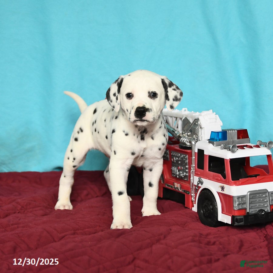Dalmatian dogs Oscar - Ad 4