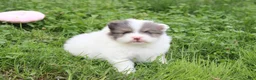 Pomeranian dogs for sale: Flora - Ad 1